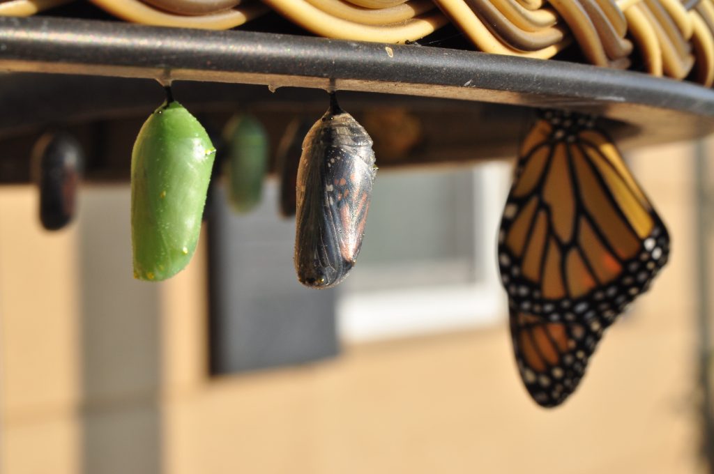 métaphore des étapes de mutation d'un papillon