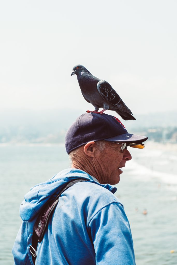 senior avec un pigeon sur sa casquette